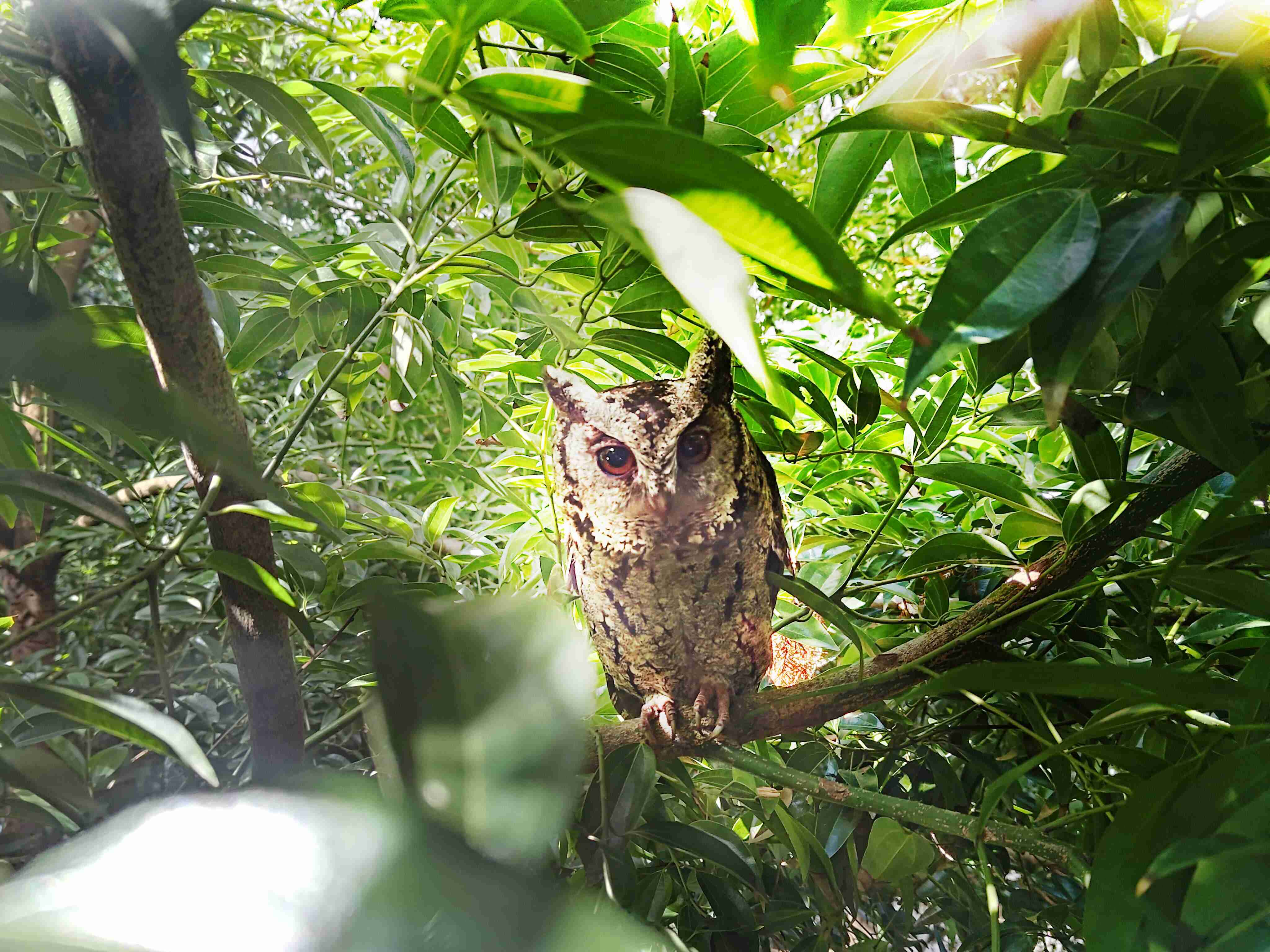 蓝狮在线致力提倡净零绿生活，，，16年以来在全球各厂区植树逾百万棵，，造就各厂区树木蔚然成林，，，，犹如森林工厂，，成为许多生物的栖息地